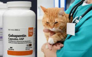 It has a low risk. . Gabapentin cat overdose